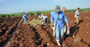 zafra, caña, siembra, Sancti Spíritus