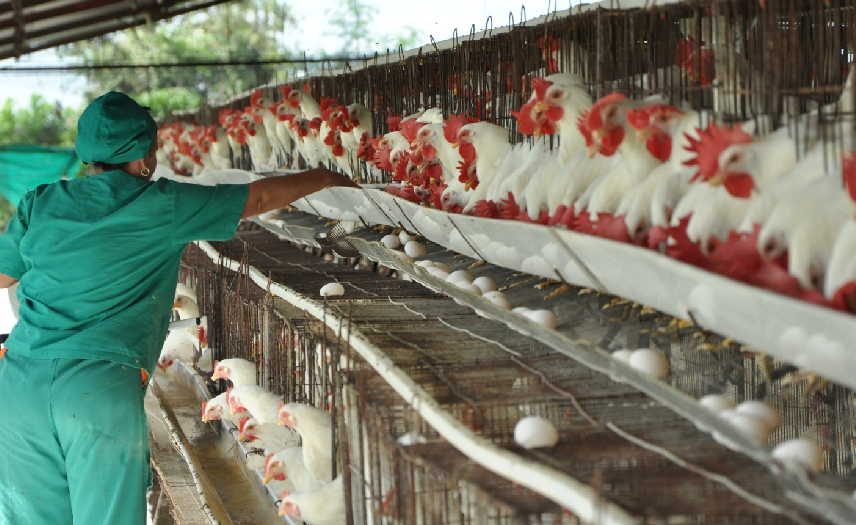 sancti spiritus, avicultura, huevos, canasta basica