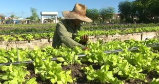 Agricultura urbana, Sancti Spíritus