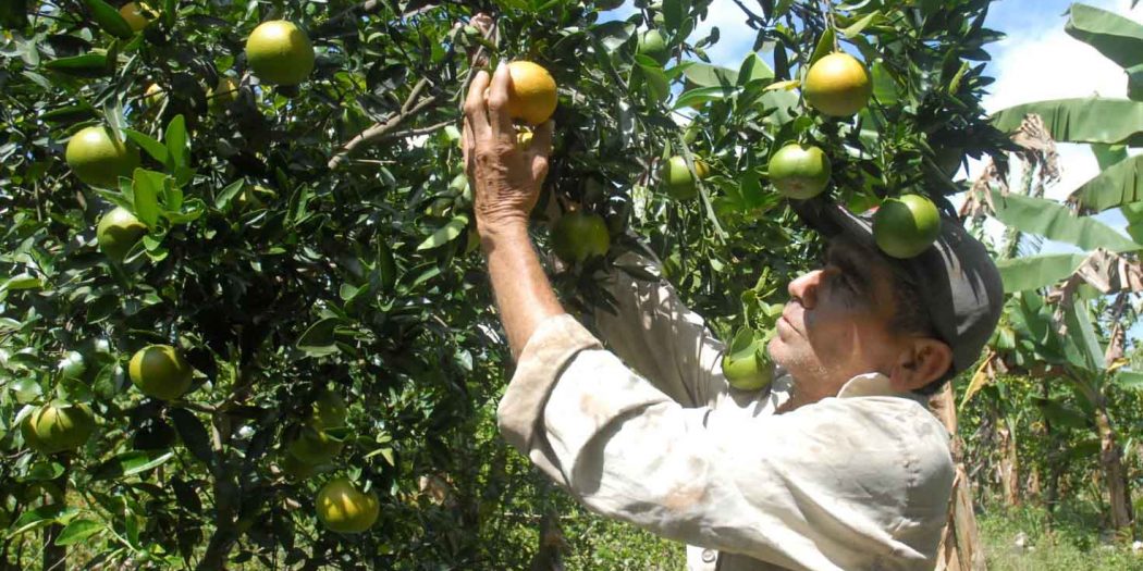 frutales, Meneses, Sancti Spíritus