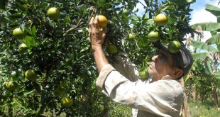 frutales, Meneses, Sancti Spíritus