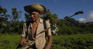 sancti spiritus, sanidad vegetal, medios biologicos, plagas