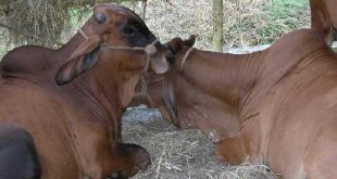 sancti spiritus, ganaderia, feria ganadera de invierno, feria agropecuaria delio luna echemendia