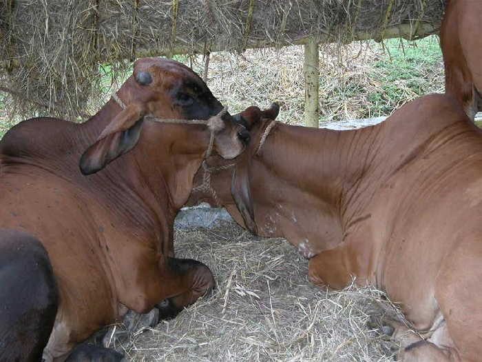 sancti spiritus, ganaderia, feria ganadera de invierno, feria agropecuaria delio luna echemendia