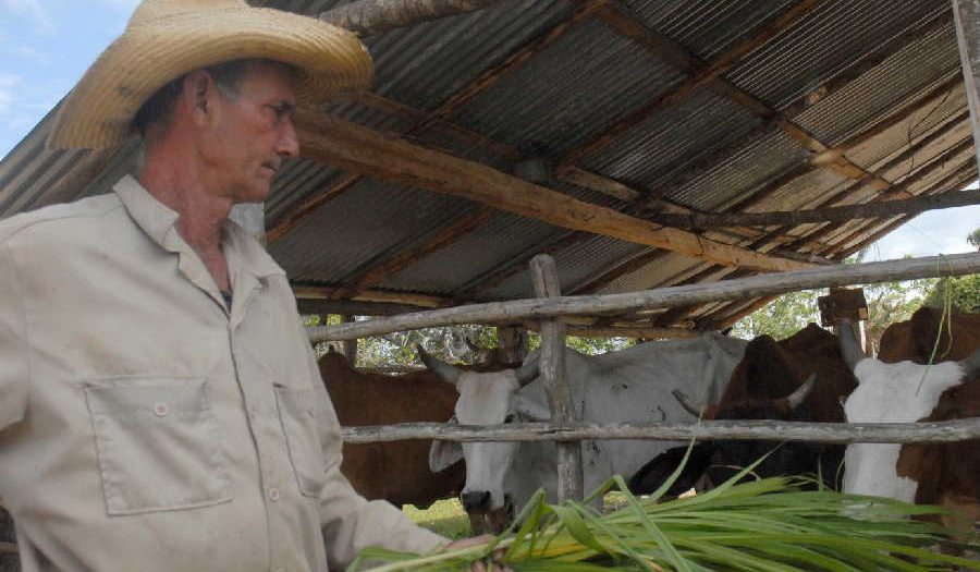 sancti spiritus, ganaderia, guasimal, produccion leche