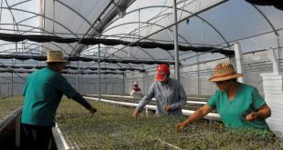 sancti spiritus, agricultura, banao, anap