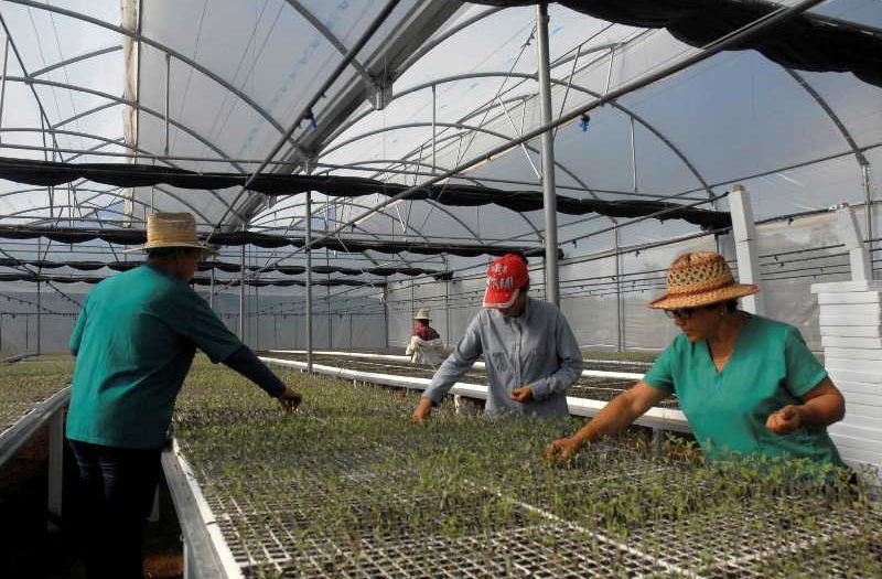 sancti spiritus, agricultura, banao, anap