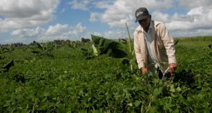 sancti spiritus, azcuba, produccion de alimentos, jatibonico