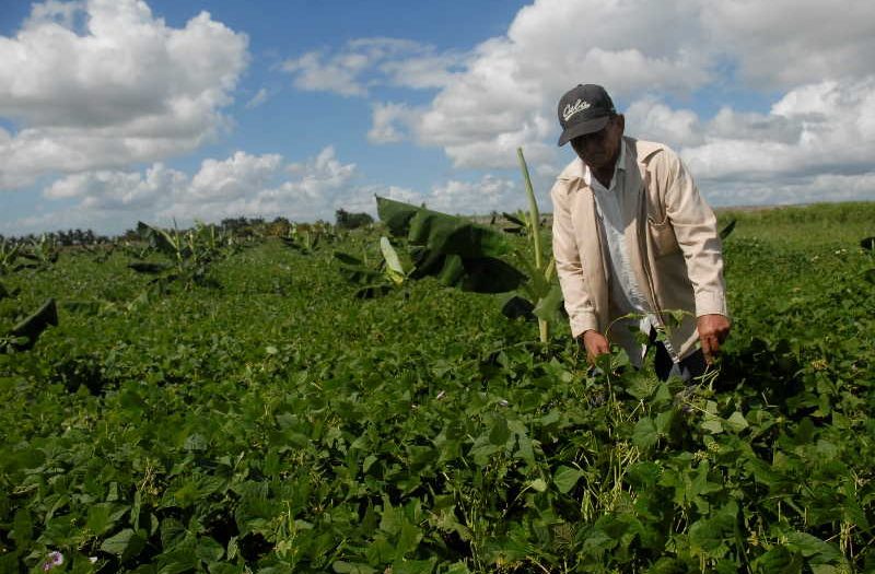 sancti spiritus, azcuba, produccion de alimentos, jatibonico