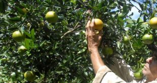 Frutales, Sancti Spíritus, agricultura