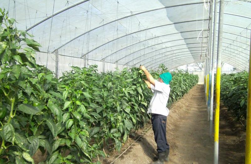 sancti spiritus, agricultura, vegerales, hortalizas