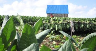 tabaco, sancti spiritus, economia