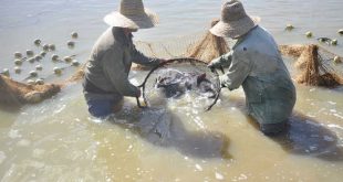 Pesca, acuicultura