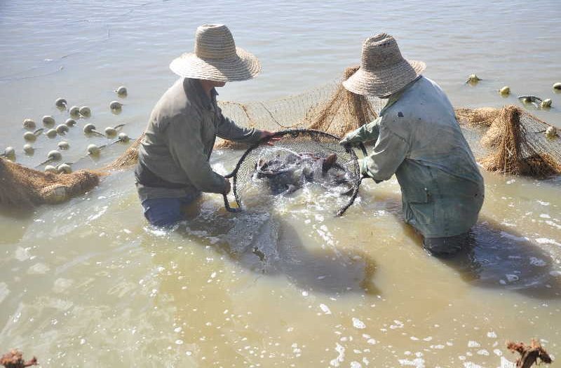 Pesca, acuicultura