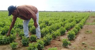 sancti spiritus, banao, produccion de alimentos, agricultura