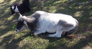 sancti spiritus, ganado vacuno, ganaderia, matadero