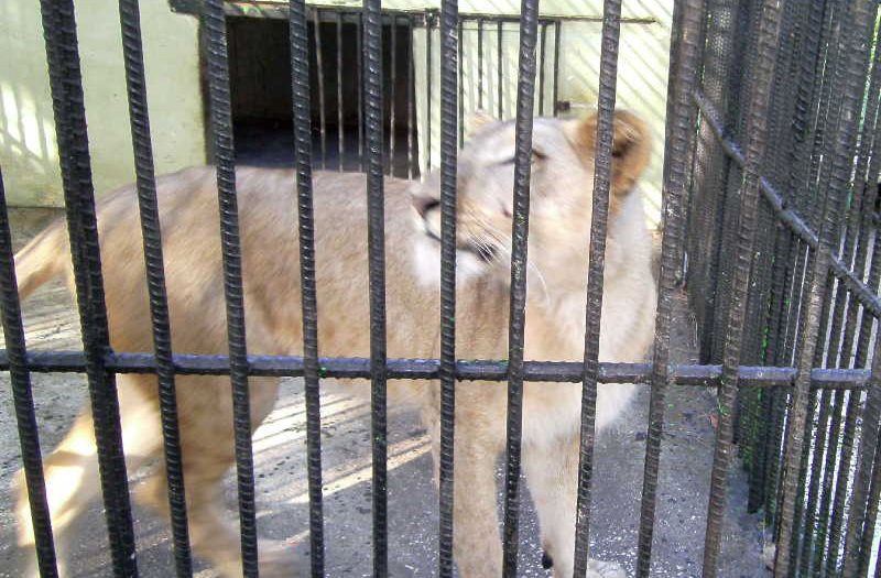 sancti spiritus, zoologico espirituano, el bosque, medicina veterinaria