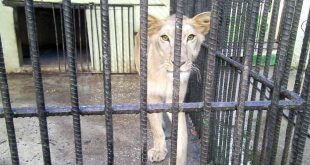 sancti spiritus, el bosque, zoologico, veterinaria