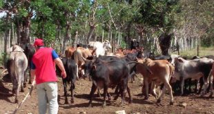 yaguajay, ganaderia