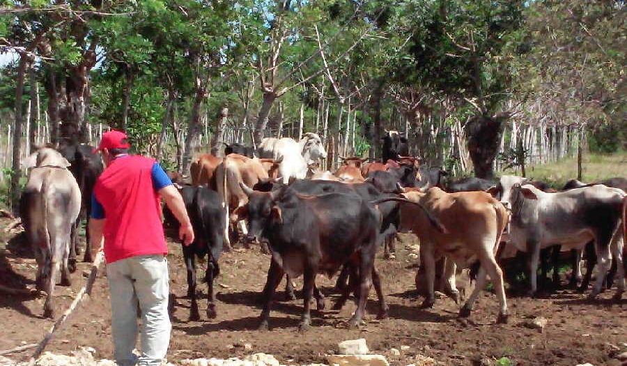 yaguajay, ganaderia