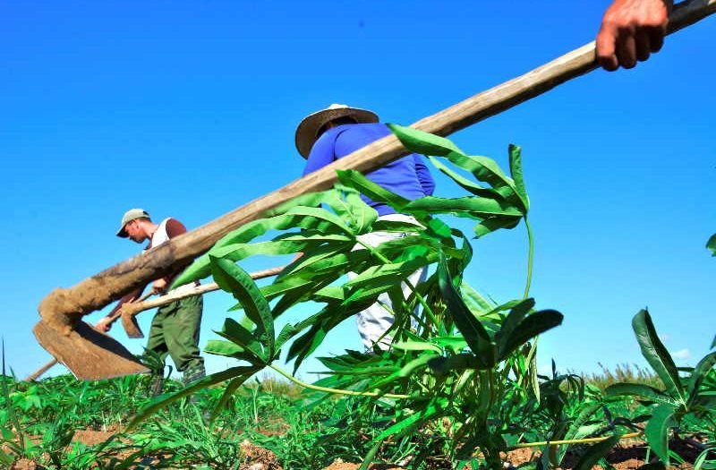 sancti spiritus, agricultura, produccion de alimentos, campesinos