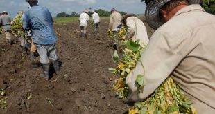 sancti spiritus, dia del campesino, anap, campesinos, produccion de alimentos, agricultura