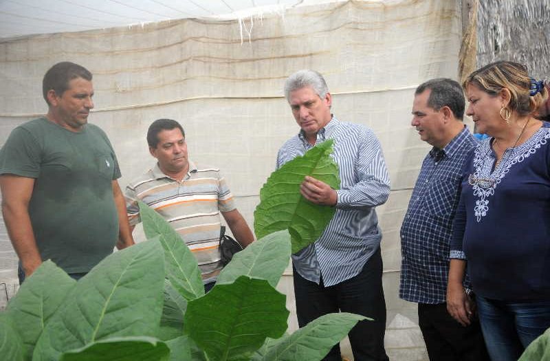 cabaiguan, tabaco tapado, campesinos, dia del campesino