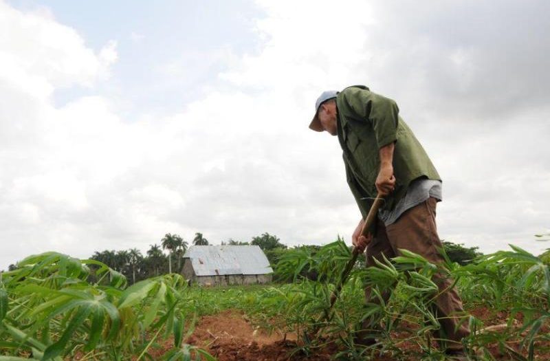 cuba, cooperativas, agricultura, alimentos