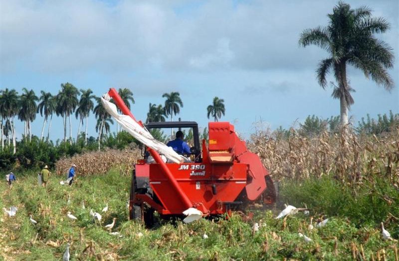 sancti spiritus, maiz, carne, sustitucion de importaciones