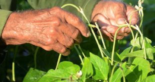 sancti spiritus, ciencia y tecnica, cambio climatico, agroecologia