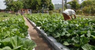 Agricultura urbana, Sancti Spíritus