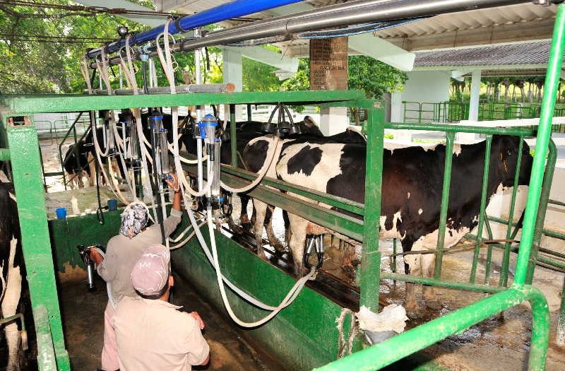 Ganadería, Pecuaria Managuaco