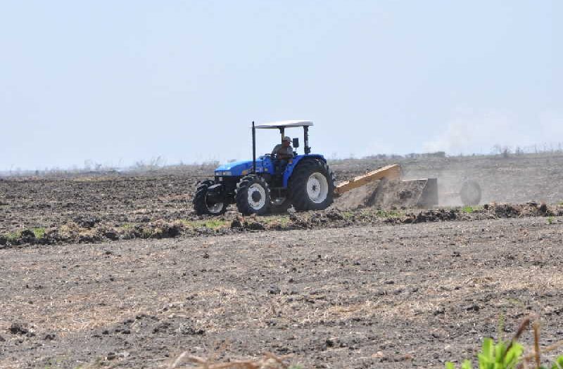 sancti spiritus, agricultura, agricultura sancti spiritus, produccion de alimentos