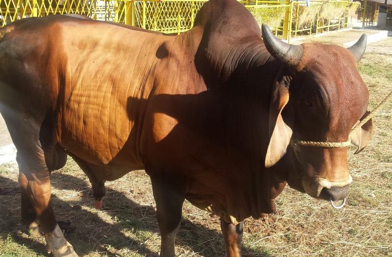 sancti spiritus, feria del cebu, parque de ferias delio luna echemendia