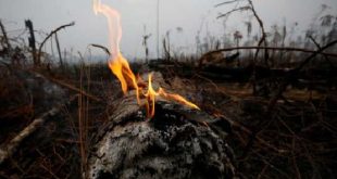 brasil, amazonia, incendios, g-7