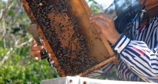 sancti spiritus, apicultura, produccion de miel