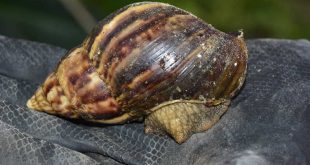 sancti spiritus, caracol gigante africano, sanidad vegetal, cabaiguan, ministerio de la agricultura