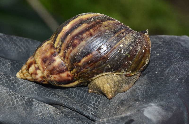 sancti spiritus, caracol gigante africano, sanidad vegetal, cabaiguan, ministerio de la agricultura