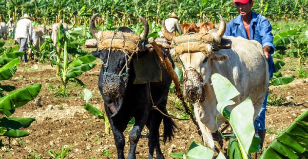 cONSEJO DE mINISTROS, TRACCIÓN ANIMAL, AGRICULTURA