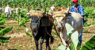 cONSEJO DE mINISTROS, TRACCIÓN ANIMAL, AGRICULTURA