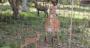 sancti spiritus, meneses, jobo rosado, flora y fauna