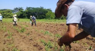 sancti spiritus, cpa, produccion de alimentos, ganaderia, cooperativas