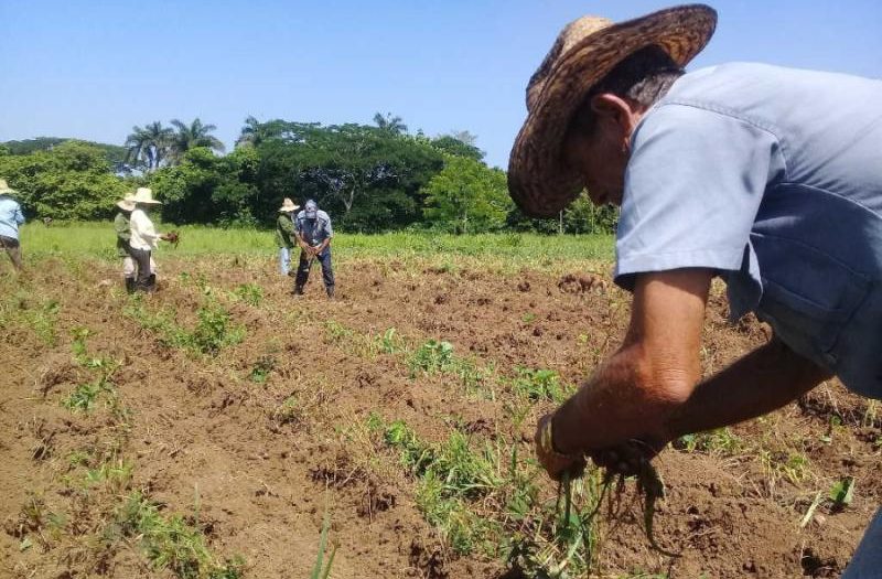 sancti spiritus, cpa, produccion de alimentos, ganaderia, cooperativas