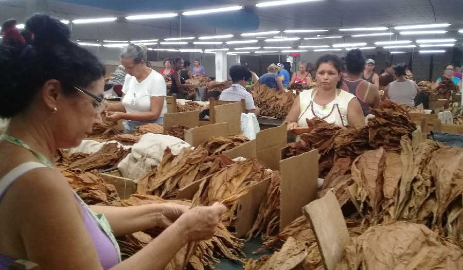 sancti spiritus, tabacuba, tabaco torcido, tabaco