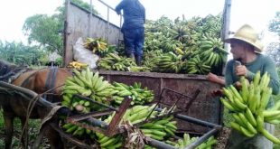 sancti spiritus, agricultura, produccion de alimentos, ahorro energetico, combustible, situacion energetica