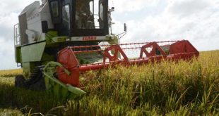 sancti spiritus, arrocera sur del jibaro, cosecha de arroz, la sierpe