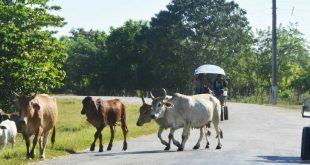 sancti spiritus, animales sueltos en la via, accidentes