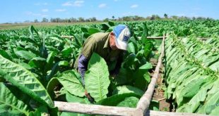 sancti spiritus, tabaco, cosecha tabacalera, empresa de acopio y beneficio del tabaco, exportaciones, economia cubana