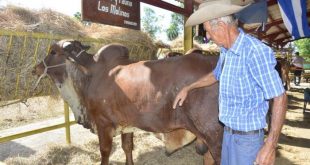 sancti spiritus, feria ganadera de invierno