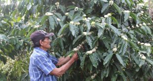 sancti spiritus, biodiversidad, bamburanao, especies endemicas